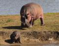 4 Day Adventure Kruger Safari