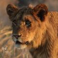 7 Day Ultimate Safari