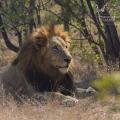 3 Day Luxury Kruger Park Safari