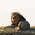 4 Day Budget Friendly Kruger Safari