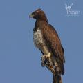 5 Day African Kruger Safari