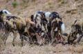 3 Day Pestana Luxury Kruger Safari