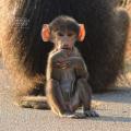 7 Day Wilderness Kruger Park Safari