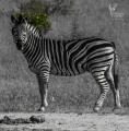 2 Day Bushveld Kruger Safari