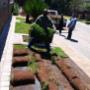Palm Tree Removal