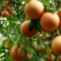 citrus