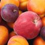 fruits