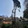 Tree Felling Centurion