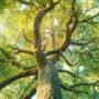 Tree Felling Centurion