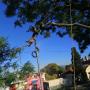 Tree Felling Centurion