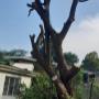Tree Felling Centurion