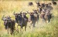 Widerange-African-Safari