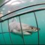 Shark at cage
