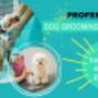 Learn to groom dog online