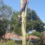 Stump Removal