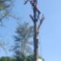 Tree Felling Services