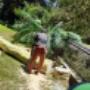 Tree Removal