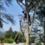 Tree service in Pretoria, South Africa