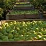 Cecilia's Farm Fruit