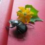 Scarab beetle