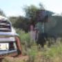 Scarab in Botswana