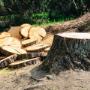 Tree Felling Edenvale