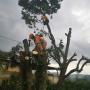 Tree Felling Edenvale