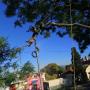 Tree Felling Edenvale