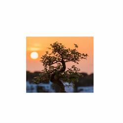 Jo-Da Bonsai Nursery