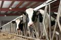 Livestock Auctions