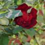 garden flower