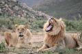 Big 5 Aquila Safari Full Day Tour With Nederburg Wine Tasting
