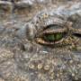 Wildlife documentaries
