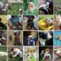 Trained dogs