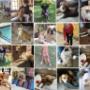 Trained dogs