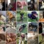 Trained dogs