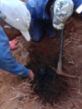 Blocked drain