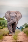 Timbavati Wildlife