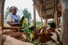livestock for sale