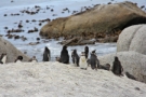 Cape Town Penguin Tours