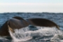 Hermanus Whale Watching