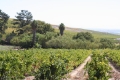 Hermanus Whale Watching and Wine Tasting Tour