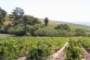Hermanus Wine Tour