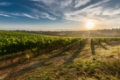 Cape Agulhas and Wine Tasting Tour