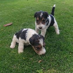 YORMA Kennels