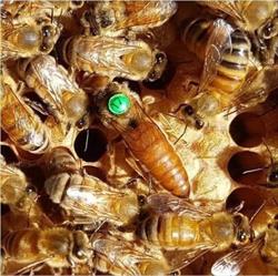 Aaron Bee Removals