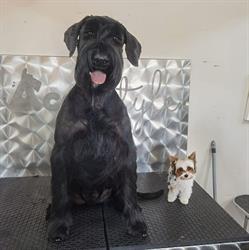 AccuStyle - Specialist Pet Makeovers