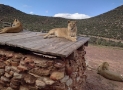 aquila game  reserve