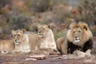 aquila game  reserve