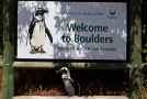 penguin